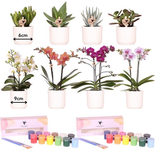 Kolibri Creatives | Verfpakket voor het schilderen van 8 bloempotten + orchideeën en...