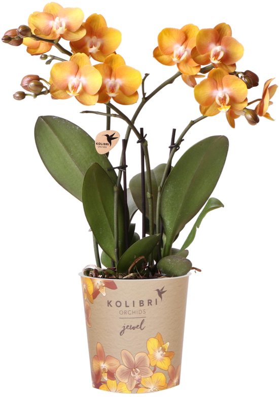 Oranje gouden Phalaenopsis orchidee - Jewel Las Vegas - potmaat Ø12cm -