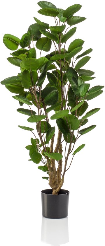 Polyscias - Aralia - 105 cm - plante artificielle