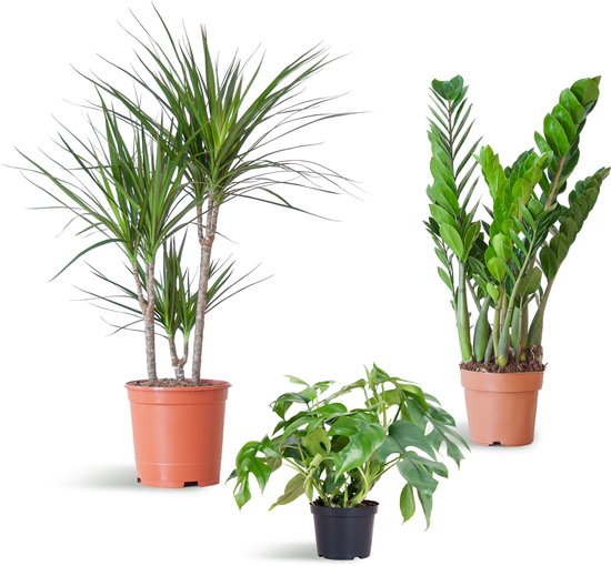 Schaduw Plantenbox - medium - zonder sierpot