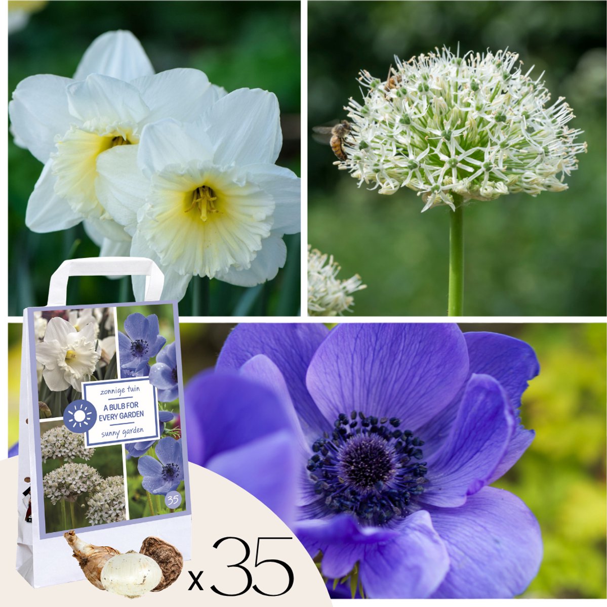 Plant in a Box - Bloembollen - Set van 35 stuks - Anemoon, Allium, Narcis - Vroege bloeiers voor tuin & border - Makkelijk te verzorgen & meerjarig
