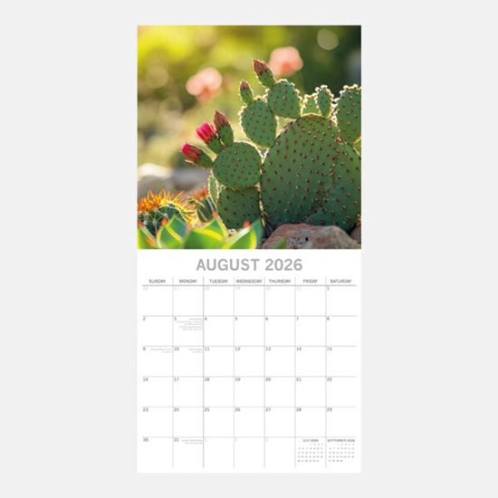 Cactussen en vetplanten | GroenRijk Beneden Leeuwen - GroenRijk Beneden Leeuwen | Een mooi tuincentrum nabij Tiel, Nijmegen en Beuningen