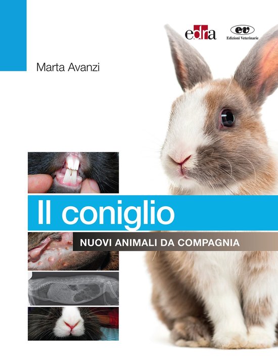 Il coniglio - cover