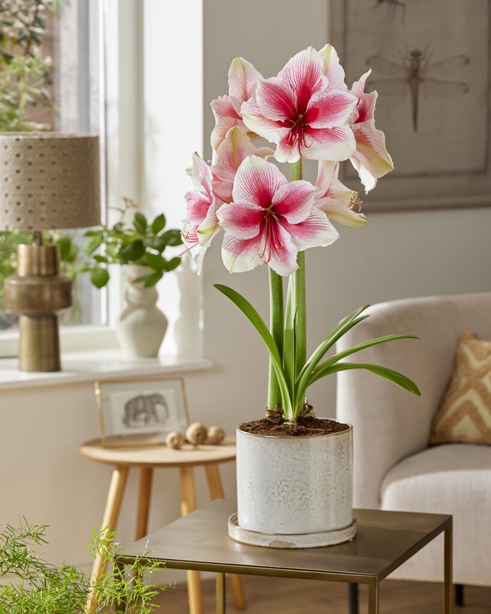 Amaryllis Pink Beauty | 1 stuk | Hippeastrum | Bloembol