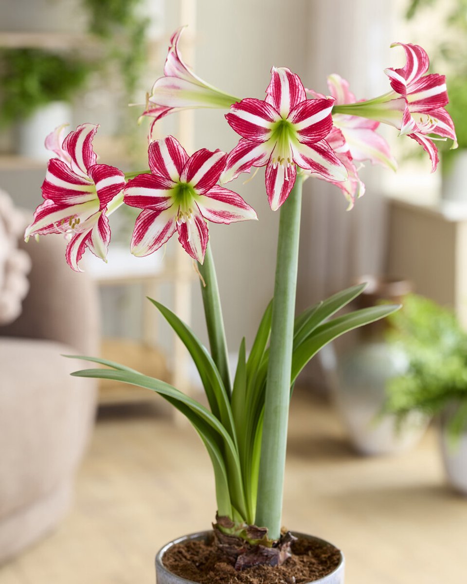 Amaryllis Santiago | 1 stuk | Hippeastrum | Bloembol