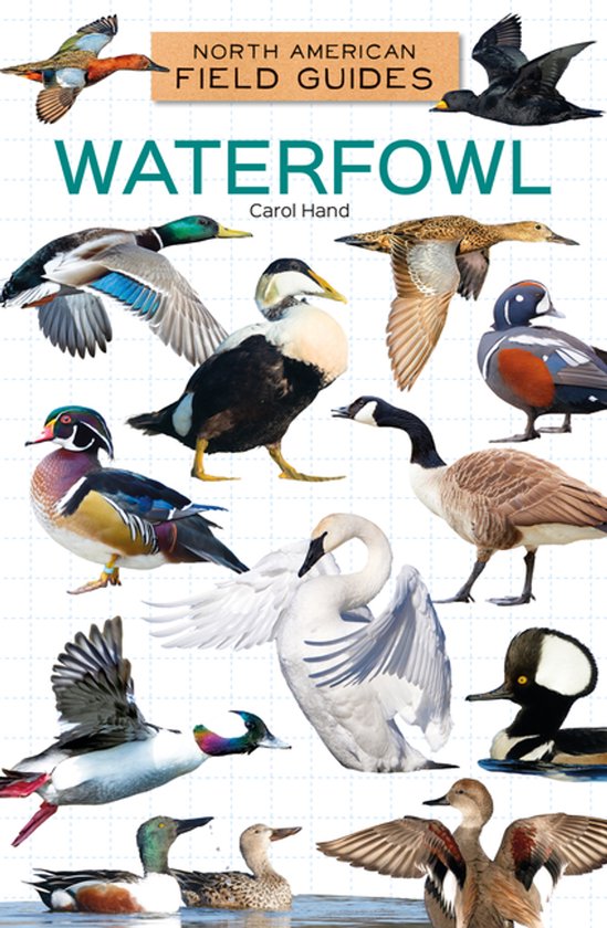 North American Field Guides Set 4- Waterfowl | 9781098298968 | Carol ...