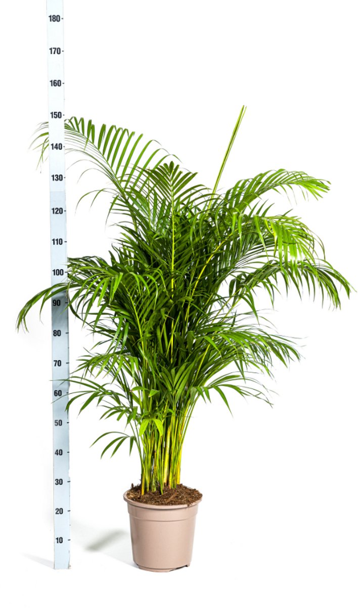 Dypsis Areca lutescens Ø27cm - 150
