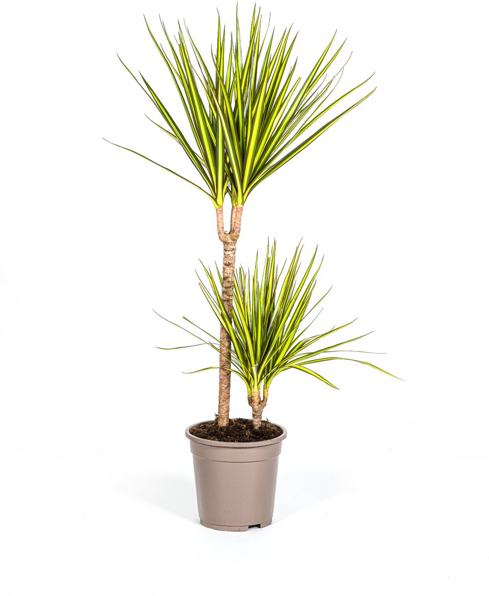 Dracaena Marginata Sunray Ø19cm - 80-100cm