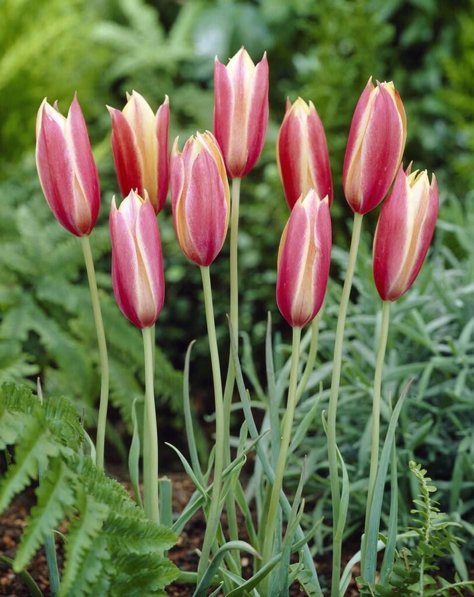 Tulp Clusiana Cynthia | 10 stuks | Tulpenbollen