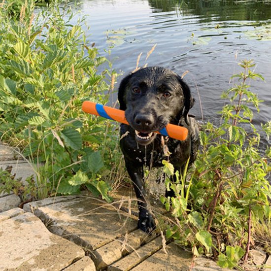 Zwarte labrador in het water met een oranje en blauwe stick in zijn bek.