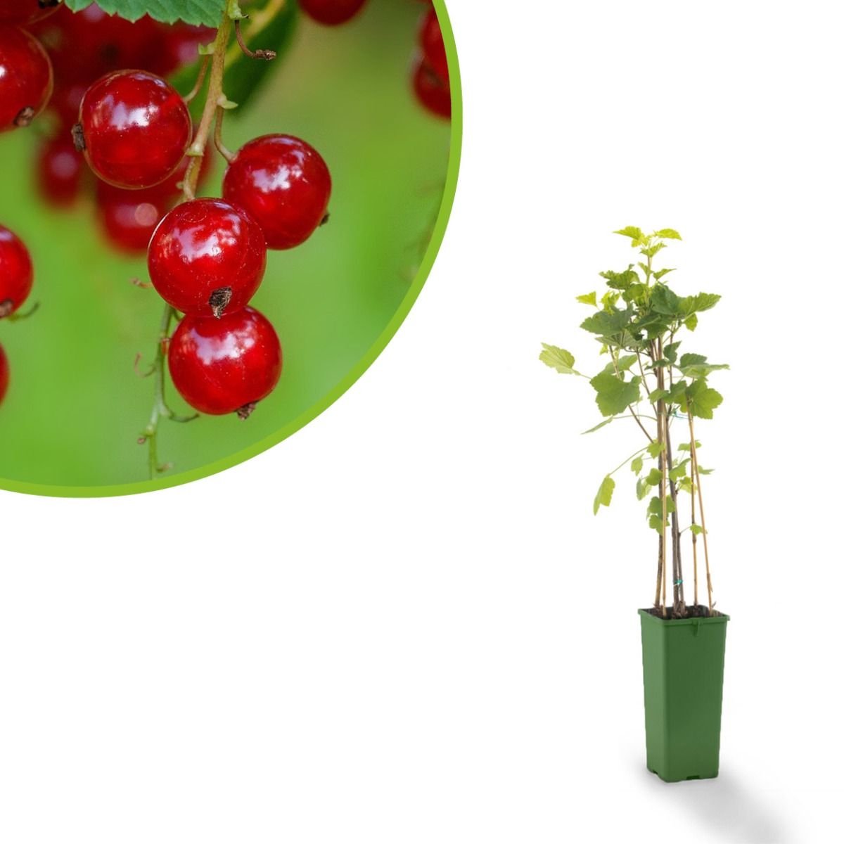 Rode bes - Ribes rubrum Rovada - bessenstruik - kleinfruit - fruitstruik - eigen fruit kweken
