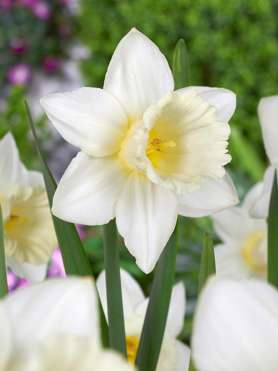 25x Narcissen 'Mount hood' - BULBi® Bloembollen met bloeigarantie