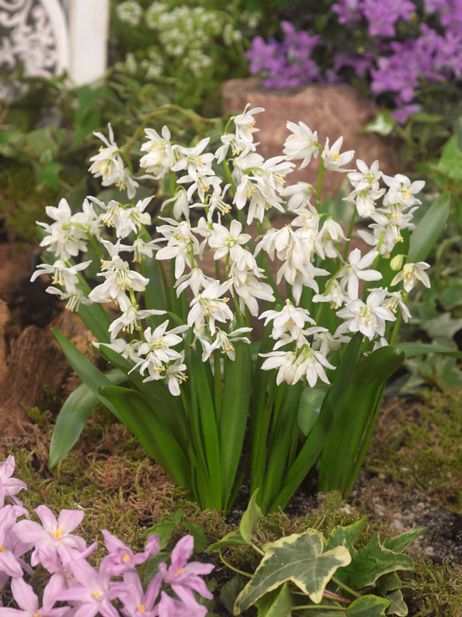 25x Sterhyacint 'Scilla siberica alba' - BULBi® Bloembollen met bloeigarantie