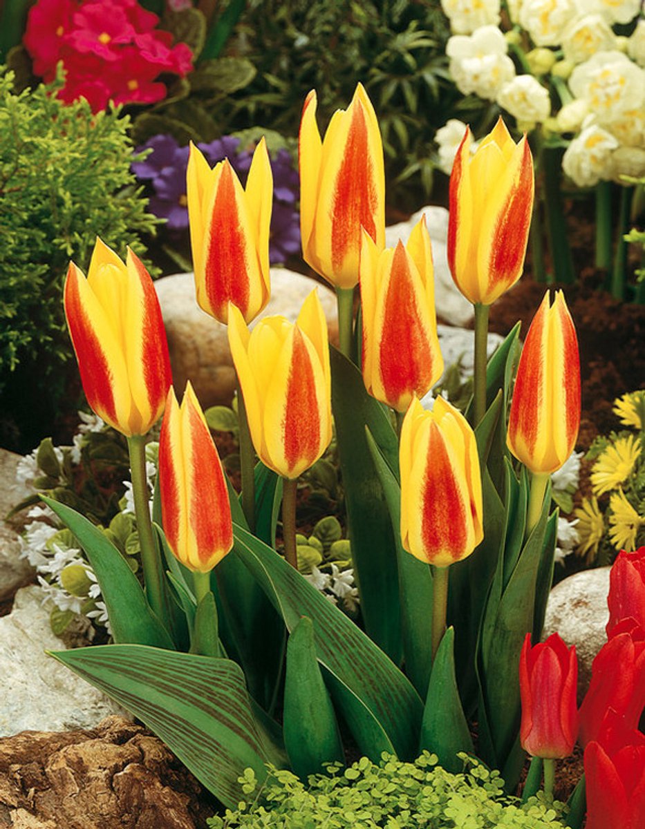 20x Tulpen 'Giuseppe verdi' - BULBi® Bloembollen met bloeigarantie