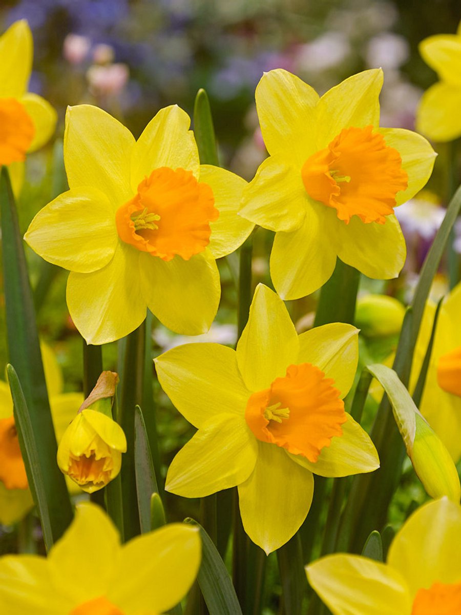 25x Narcissen 'Fortune' - BULBi® Bloembollen met bloeigarantie