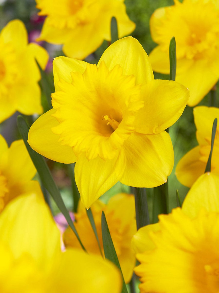 25x Narcissen 'Dutch master' - BULBi® Bloembollen met bloeigarantie