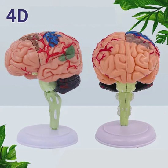 Anatomie du cerveau 4D - Modèle Anatomie - Anatomie du Cerveau - Le corps humain