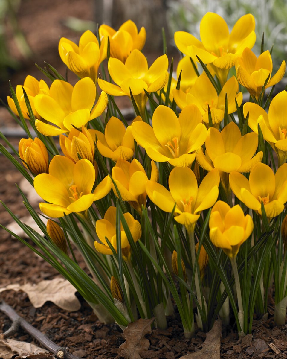 Crocus Dorothy | 10 stuks | Krokus