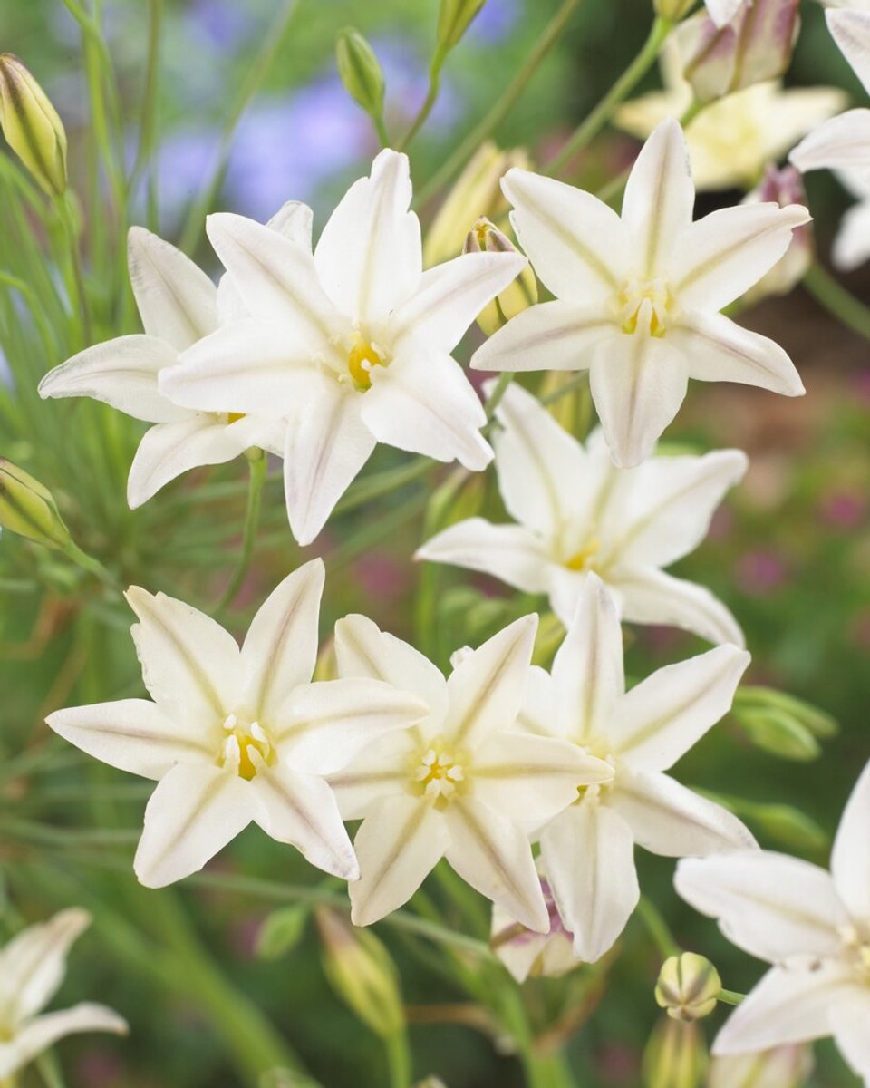 Triteleia Silver Queen | 15 stuks | Mini Agapanthus