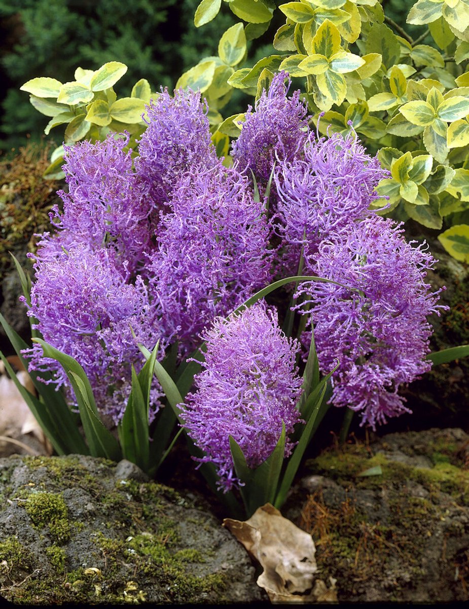 Muscari Comosum Plumosum | 15 stuks | Blauw druifje