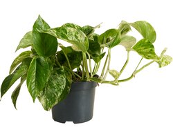 Bloomique - Epipremnum Marble Queen - Plante retombante - Convient également comme plante grimpante - Plante d'intérieur - Purificateur d'air - Facile d'entretien - 15-20 cm de haut - Pot 12 cm