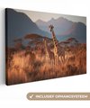 Girafes - Herbes hautes - Acacias