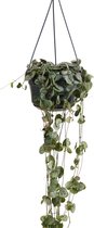 Bloomique - Ceropegia Woodii - Chinees Lantaarnplantje - Hangplant - Kamerplanten - Luchtzuiverend - Gemakkelijk in onderhoud - Hoogte 15-20 cm - Pot 12 cm