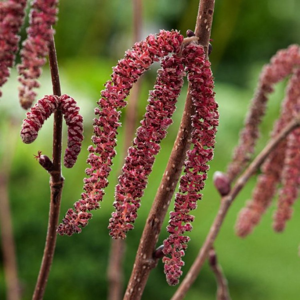 Plants Online BV - Planten - Tuinplanten - Heesters - Set van 1 - Lambertsnoot 'Purpurea'