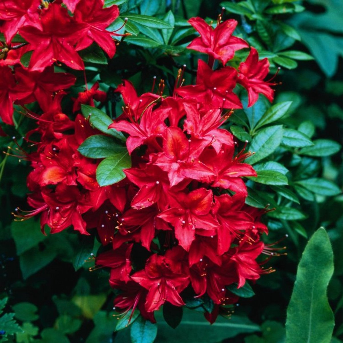 Plants Online BV - Planten - Tuinplanten - Heesters - Set van 1 - Rhododendron (AK) 'Satan'