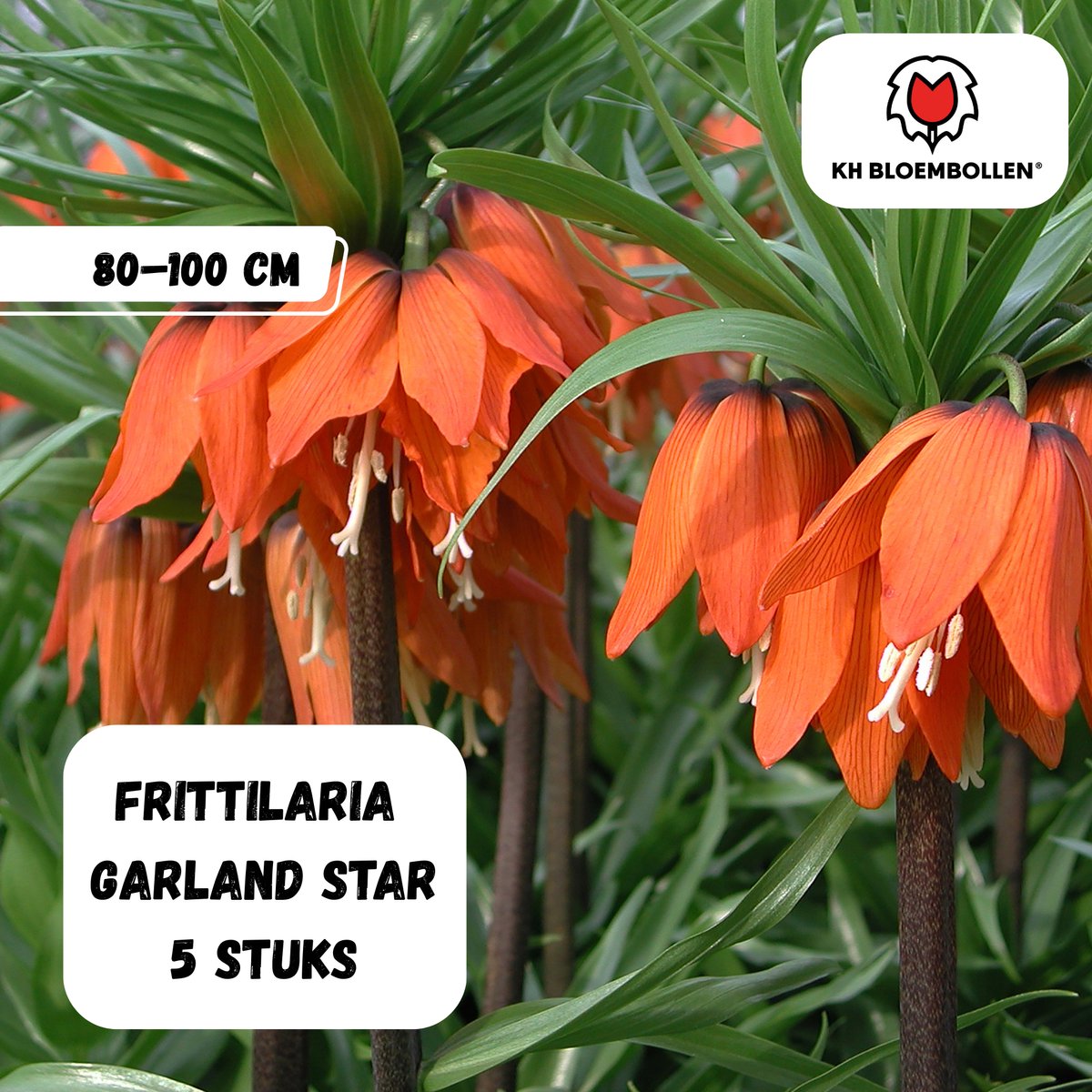 Bloembollen - Fritillaria Garland Star 3st. - KH Bloembollen® - bijzondere bloembol - donker oranje - 5 stuks - Cadeau - Tuin - Vers van de teler!