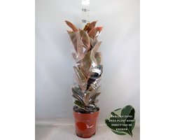 Ficus elastica 'Belize' - Hoogte 95cm - Potmaat 24cm - Luchtzuiverende Kamerplant - Plant binnen