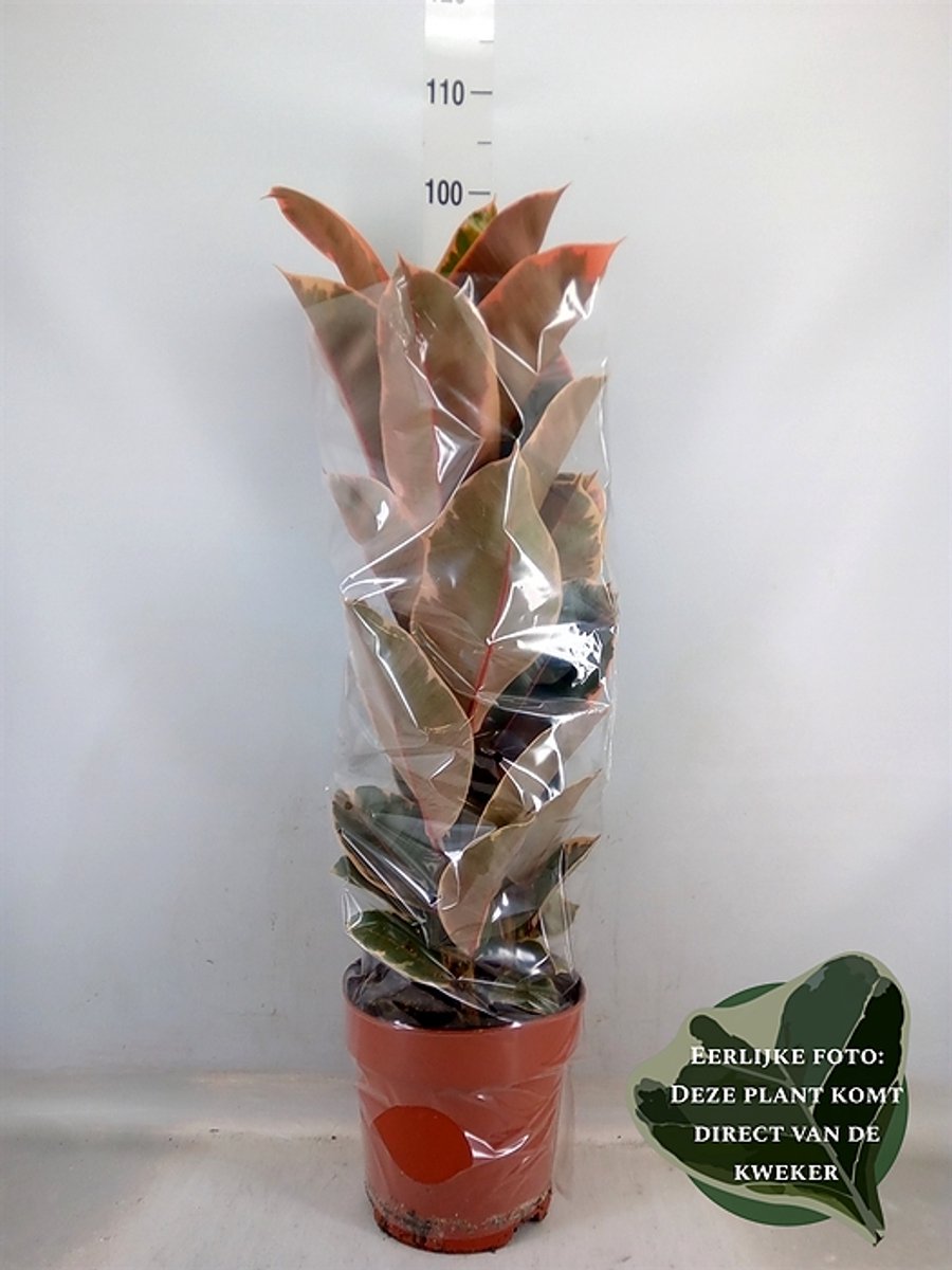 Ficus elastica 'Belize' - Hoogte 95cm - Potmaat 24cm - Luchtzuiverende Kamerplant - Plant binnen