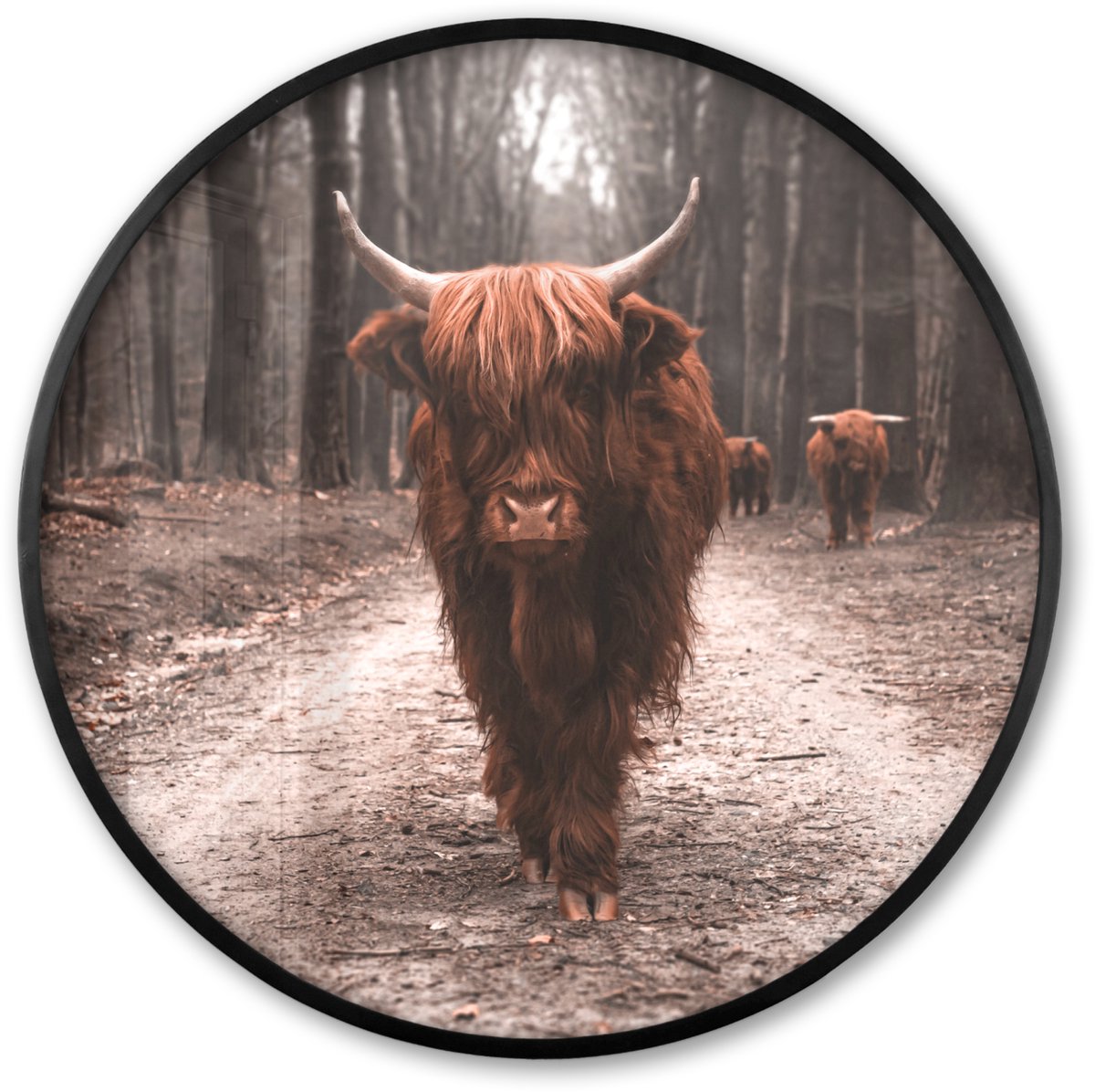 FrameYourWall Poster in lijst Rond - Fotolijst 80x80 cm - Posters - Schotse hooglander - Bos - Koe - Dieren - Natuur - Ronde posterlijst zwart - Decoratie - Wanddecoratie woonkamer - Muurdecoratie slaapkamer