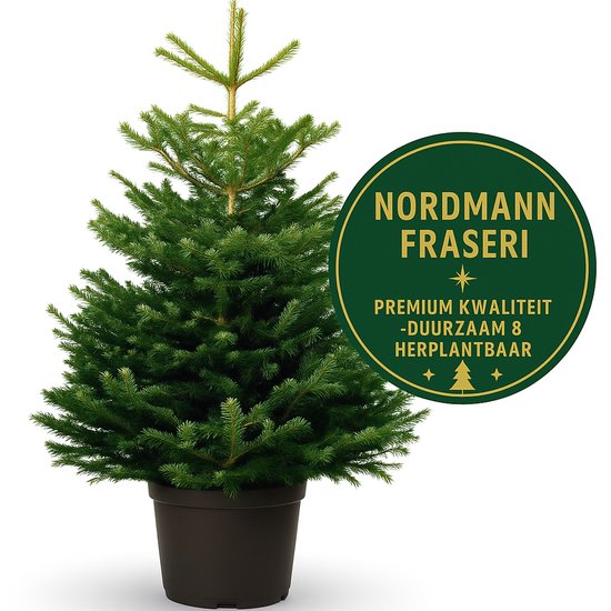 Kerstboom - Nordmann Excellent - 175-200CM - in pot