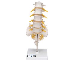 Menselijke anatomie lendenwervelkolommodel met gratis anatomiesoftware en interactieve cursussen