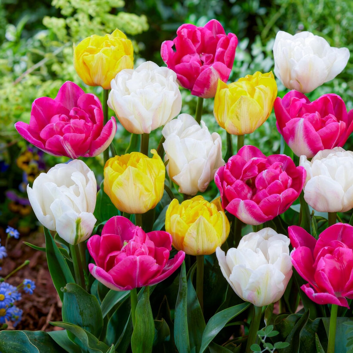 Tulpen Bloembollen Winterhard - Double Spring - 25 stuks - Meerkleurig - Bloem Bollen Mix - Tulpenbollen Meerjarig