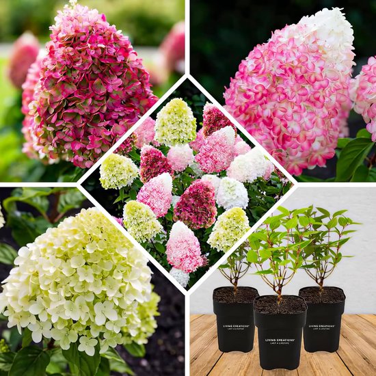 Collage van Hortensia Paniculata bloemen in het wit, roze en crème, en drie planten in potten.