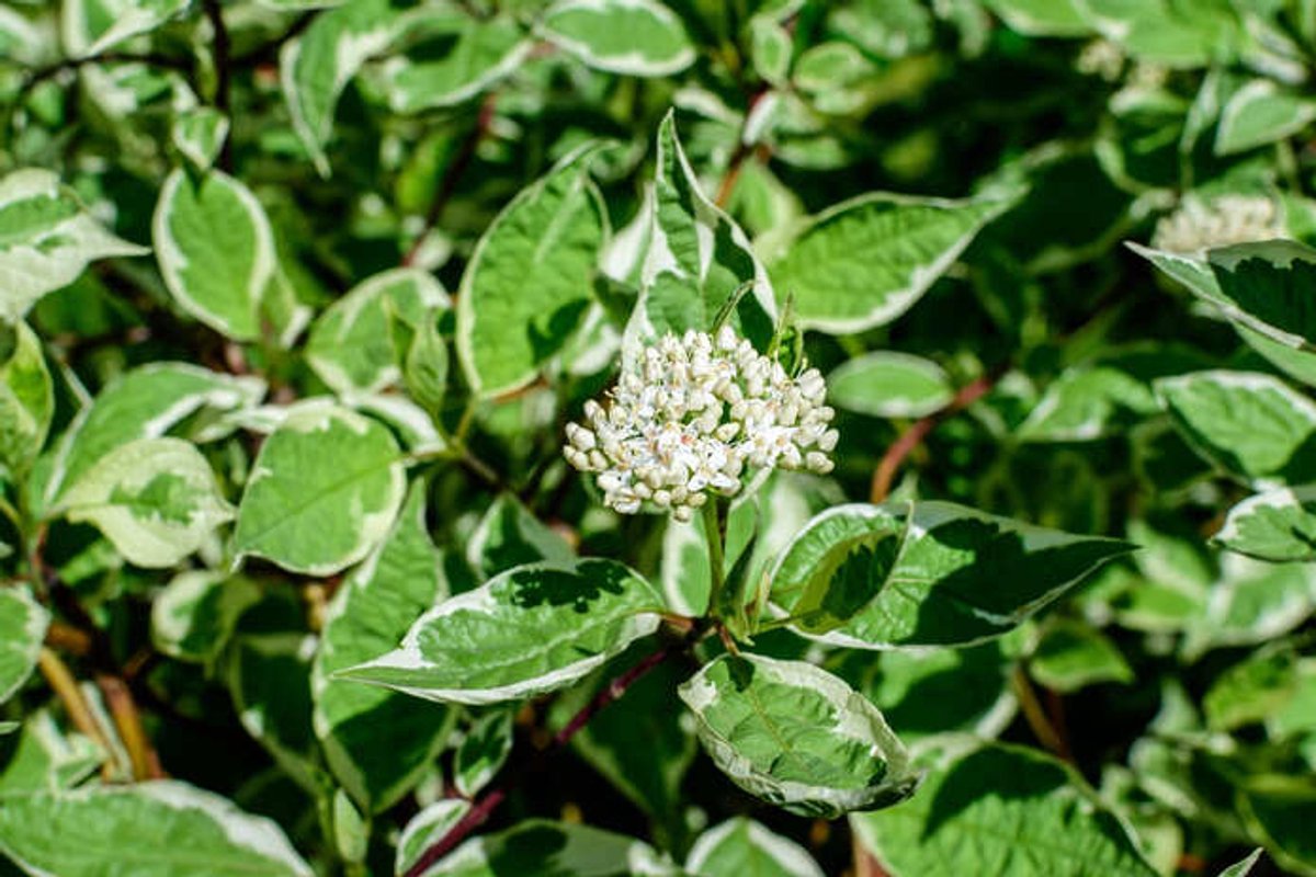 Bonte kornoelje 80-100 cm (in pot) - Cornus alba 'Elegantissima' - Ø26 cm - onderhoudsarm - kenmerkende rode takken in winter - witte bloemen