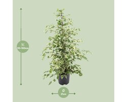 Ficus benjamina Twilight - Ø21cm - 95cm