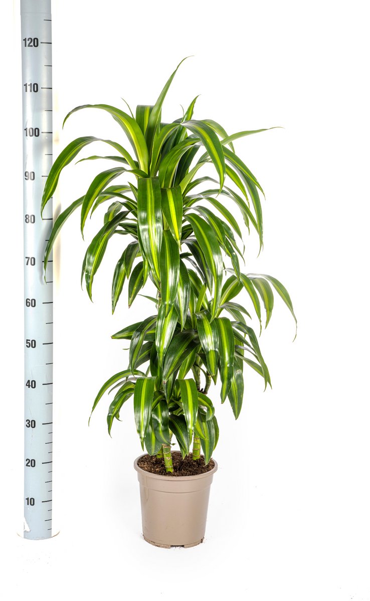 Dracaena Deremensis Hawaiian Sunshine Ø21cm - 100cm