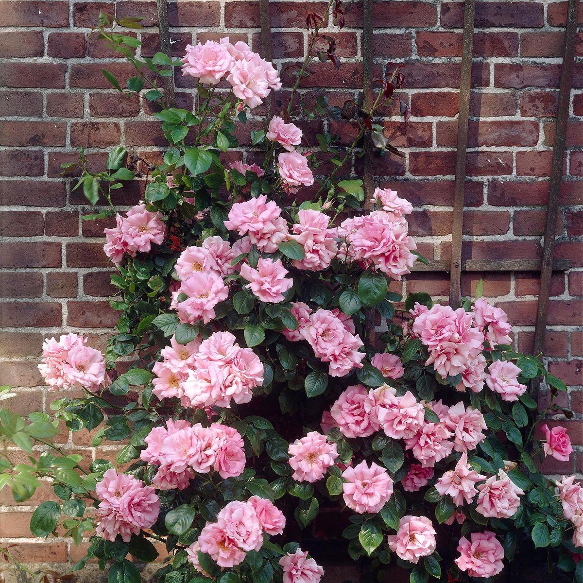 Rosa 'Indigoletta' Klimroos paars ↑ 3545cm Ø 22cm