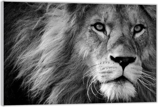 Plexiglas T te de lion noir et blanc 60x40 D coration