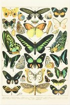 Vlinders - Oude Prent Afbeelding Print op Canvas Doek - 90x60 cm