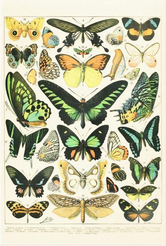 Papillons - Ancienne impression d'image sur toile - 90x60 cm