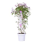 Clematis Montana 'Carnaval', tuinplant in potmaat P23 - hoogte 80-90 cm - voorjaarsbloeier