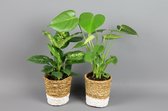 GrowerOnline - 2x Groene planten mix vers van de kweker in leuke decoratieve mand Ø12,5cm ↑ 25 - 40cm