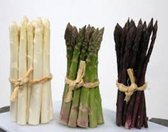 Drie varianten asperges: Asparagus officinalis 'Xenolim', 'Grolim' en 'Erasmus' 2 liter pot
