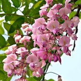 2x Wisteria 'Rosea' - Roze regen - Set van 2 - ↑ 55-65cm - Ø 15cm