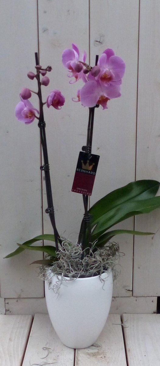 Vlinderorchidee lichtroze in hoge witte pot 60 cm