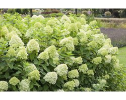 Hydrangea pan. Limelight - Set van 4 - Pluimhortensia - Pot 3 Liter - Lime Witte Bloem